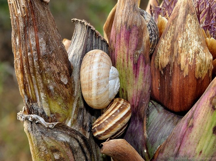 Carellata di Gasteropoda